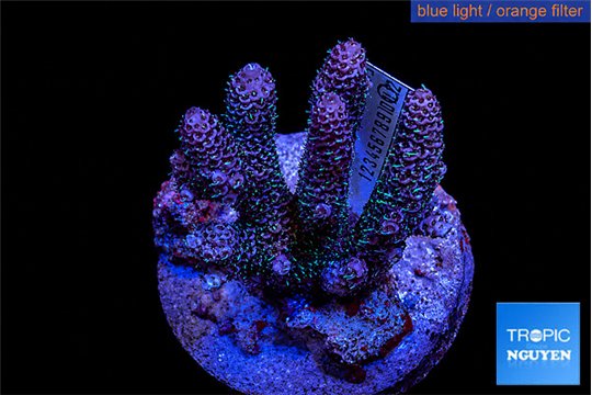 Acropora pink 4-6 cm WYSIWYG acclimaté