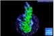 Acropora green purple tip 3-4 cm WYSIWYG acclimaté