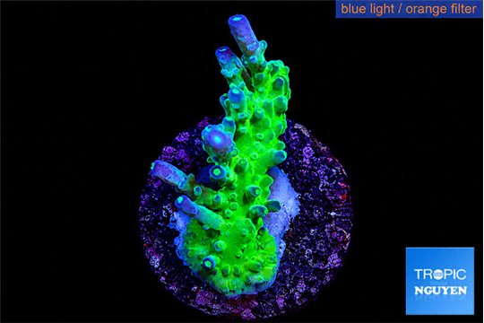 Acropora green purple tip 3-4 cm WYSIWYG acclimaté