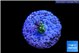 Acropora nana 1 cm WYSIWYG acclimaté