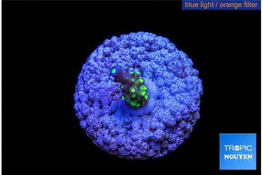 Acropora nana 1 cm WYSIWYG acclimaté