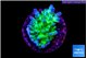 Acropora green purple tip 2-4 cm WYSIWYG acclimaté