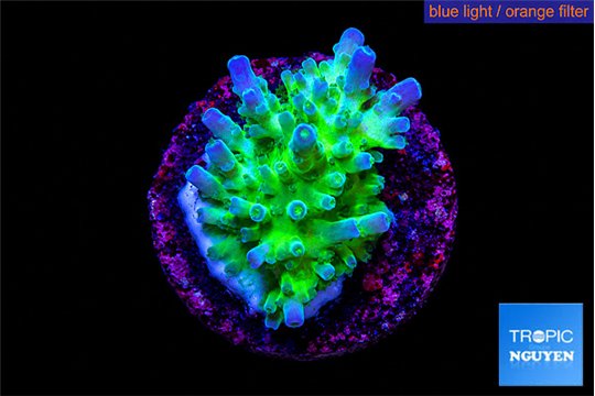 Acropora green purple tip 2-4 cm WYSIWYG acclimaté