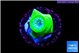 Duncanopsammia green 1 polyp WYSIWYG acclimaté