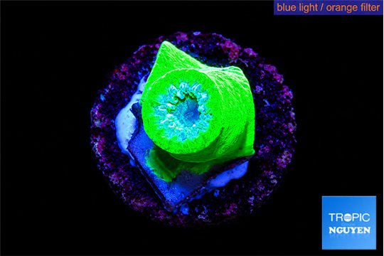 Duncanopsammia green 1 polyp WYSIWYG acclimaté