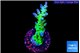 Acropora green & purple tip 3-4 cm WYSIWYG acclimaté