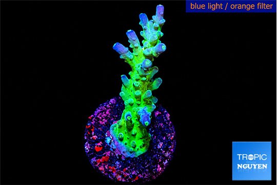 Acropora green & purple tip 3-4 cm WYSIWYG acclimaté