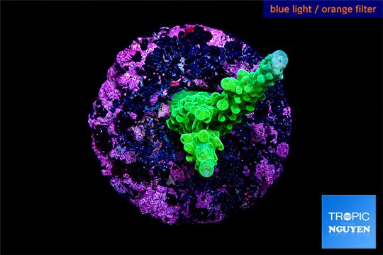 Acropora green & purple tip 2-3 cm WYSIWYG acclimaté