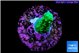 Acropora green & purple tip 2-3 cm WYSIWYG acclimaté
