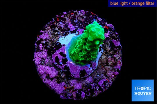 Acropora green & purple tip 2-3 cm WYSIWYG acclimaté