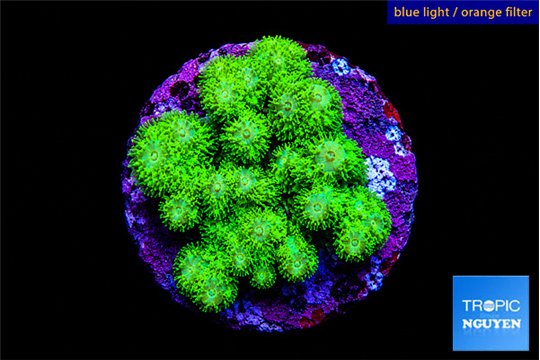 Pocillopora verrucosa toxic green 2-3 cm WYSIWYG acclimaté