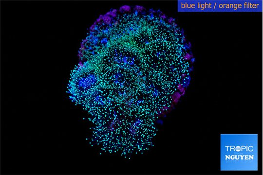 Pocillopora damicornis pink tip 2-3 cm WYSIWYG acclimaté