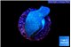 Sarcophython full neon green polyps Australia 2-3 cm WYSIWYG acclimaté