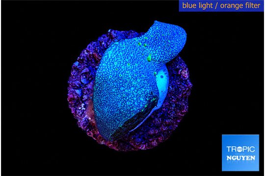 Sarcophython full neon green polyps Australia 2-3 cm WYSIWYG acclimaté