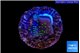 Sarcophython full neon green polyps Australia 2-3 cm WYSIWYG acclimaté