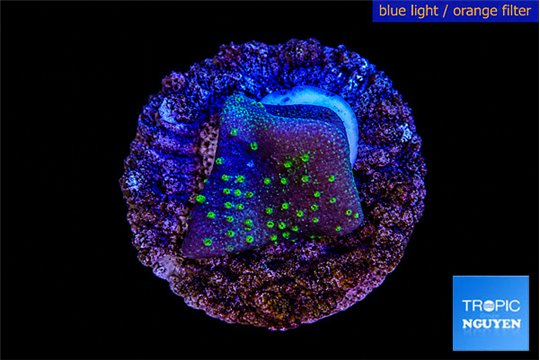 Sarcophython full neon green polyps Australia 2-3 cm WYSIWYG acclimaté