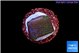 Sarcophython full neon green polyps Australia 2 cm WYSIWYG acclimaté
