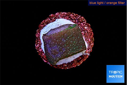 Sarcophython full neon green polyps Australia 2 cm WYSIWYG acclimaté