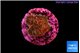 Pocillopora damicornis pink tip 1-2 cm WYSIWYG acclimaté