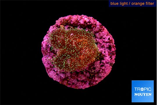 Pocillopora damicornis pink tip 1-2 cm WYSIWYG acclimaté