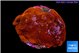Montipora red 5-7 cm WYSIWYG acclimaté