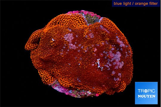 Montipora red 5-7 cm WYSIWYG acclimaté