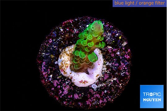 Acropora green 1-2 cm WYSIWYG acclimaté