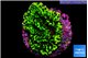 Montipora green 3-4 cm WYSIWYG acclimaté