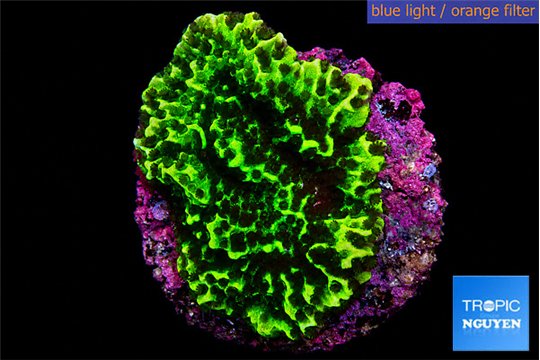 Montipora green 3-4 cm WYSIWYG acclimaté