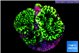 Montipora green 2-4 cm WYSIWYG acclimaté