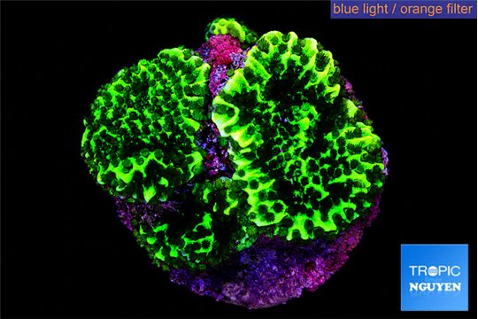 Montipora green 2-4 cm WYSIWYG acclimaté