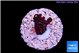 Acropora purple Fijii 1-2 cm WYSIWYG acclimaté