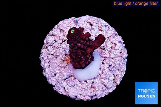 Acropora purple Fijii 1-2 cm WYSIWYG acclimaté