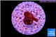 Acropora purple Fijii 1-2 cm WYSIWYG acclimaté
