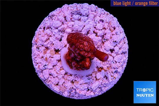 Acropora purple Fijii 1-2 cm WYSIWYG acclimaté