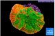 Montipora graphted 2-3 cm WYSIWYG acclimaté