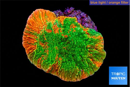 Montipora graphted 2-3 cm WYSIWYG acclimaté