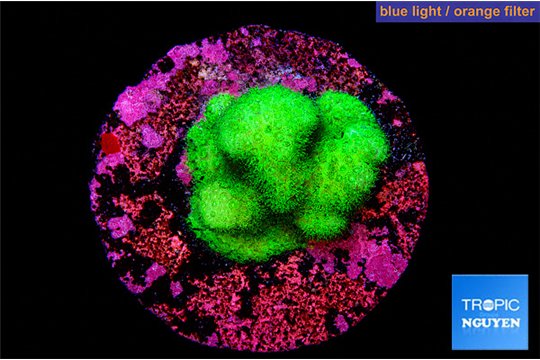 Pocillopora verrucosa toxic green 2 cm WYSIWYG acclimaté