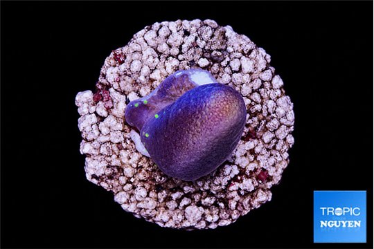 Sarcophython full neon green polyps Australia 2 cm WYSIWYG acclimaté