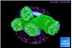Duncanopsammia green 4 polyps WYSIWYG acclimaté