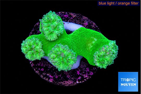 Duncanopsammia green 4 polyps WYSIWYG acclimaté