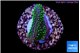 Sarcophython full neon green polyps Australia 2-3 cm WYSIWYG acclimaté