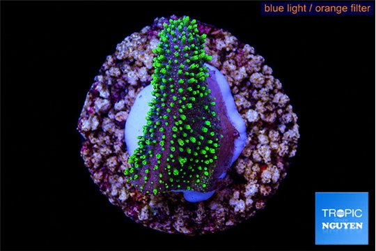 Sarcophython full neon green polyps Australia 2-3 cm WYSIWYG acclimaté