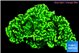 Montipora green 3-4 cm WYSIWYG acclimaté