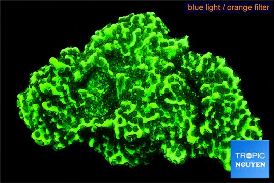 Montipora green 3-4 cm WYSIWYG acclimaté