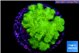 Pocillopora verrucosa toxic green 2-3 cm WYSIWYG acclimaté