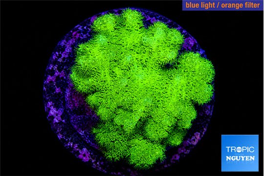 Pocillopora verrucosa toxic green 2-3 cm WYSIWYG acclimaté