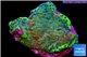 Montipora purple cap & blue polyps 2-3 cm WYSIWYG acclimaté