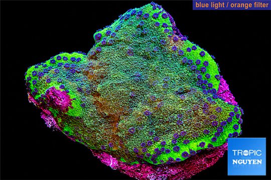Montipora purple cap & blue polyps 2-3 cm WYSIWYG acclimaté