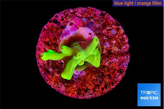 Acropora caroliniana banana 1-2 cm WYSIWYG acclimaté